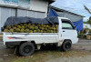 Harga Durian Menta di Tingkat Petani Anjlok, Hanya Rp 5 Ribu Per Buah