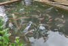 Cara Mempercepat Pertumbuhan Ikan Nila di Kolam
