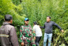 Aparat TNI Temukan Ladang Ganja di Hutan Sibuatan Karo Sumut