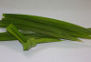 5 Manfaat Daun Pandan, Bikin Gula Darah Ambyar