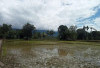 Musim Hujan Bawa Berkah untuk Lahan Sawah Kering di Lebong Tengah