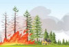  Waspada Kebakaran Hutan dan Lahan di Musim Kemarau