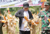 Bupati Bengkulu Utara Panen Raya Jagung Program Sadesahe