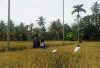 MT2 Berlanjut, Petani Lebong Tengah Didorong Manfaatkan Lahan Subur