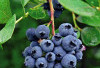 Manfaat Buah Blueberry yang Bisa Bikin Kulit Sehat dan Glowing