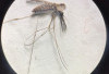 Waspada Potensi Penularan Nyamuk Anopheles
