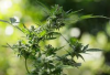 Manfaat Daun untuk Kesehatan Tulang: Solusi Herbal Alami yang Menjanjikan