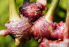 Obati Asam Urat dengan Mengonsumsi 4 Bahan Alami Ini