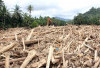 Kayu Hanyut Bencana Banjir di Aceh-Sumut Dimanfaatkan jadi Material Huntara