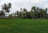 Petani Diminta Jadwalkan Pemupukan Padi Secara Tepat dan Terukur